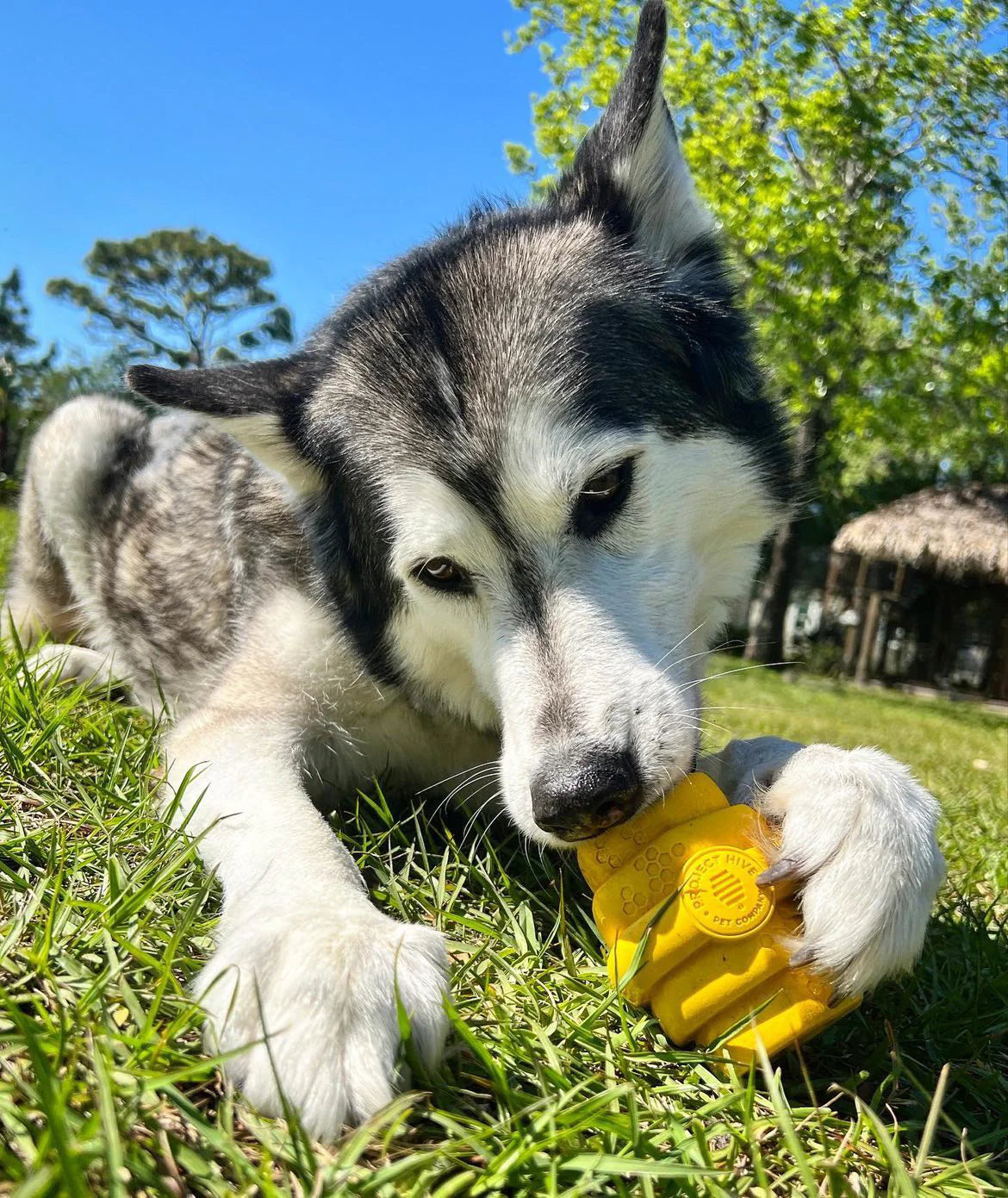 Hive Chew Toy for Large Dogs