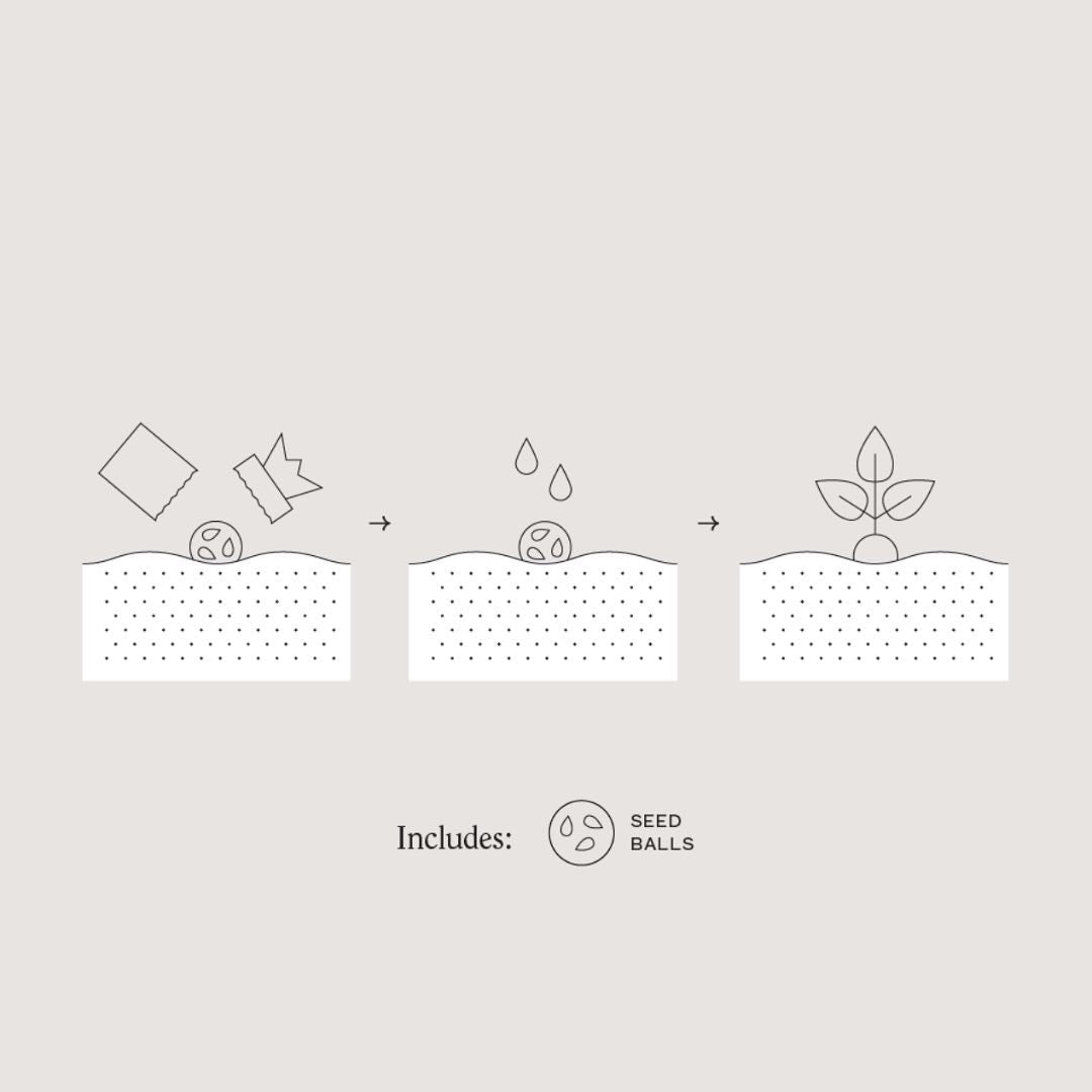 Seed Balls 5 Pack