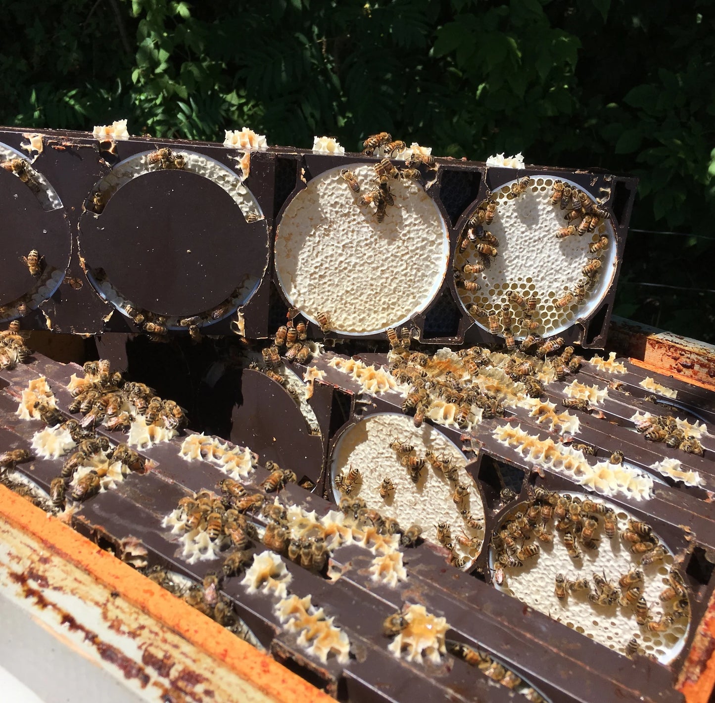 Honeycomb